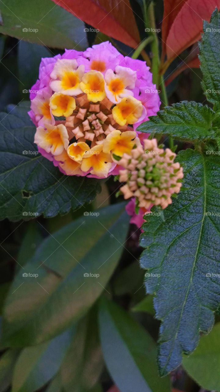 lantana vaulted