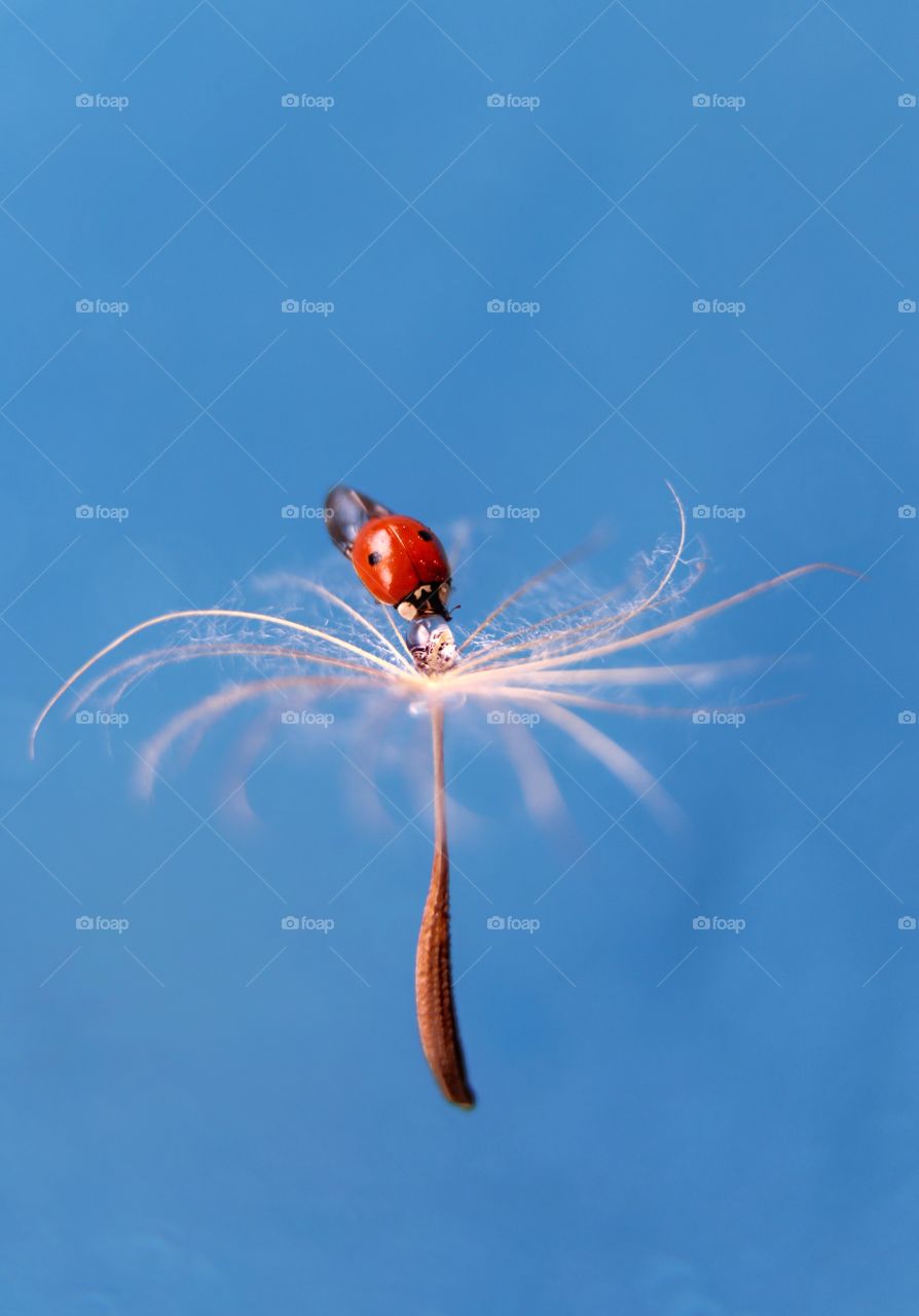 Ladybug drinks from a drop on a dandelion