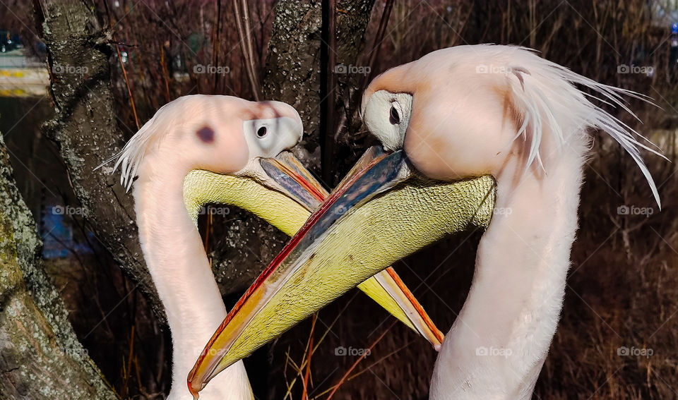 Couple pelicans