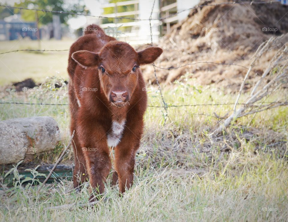 Portrait of calf in field