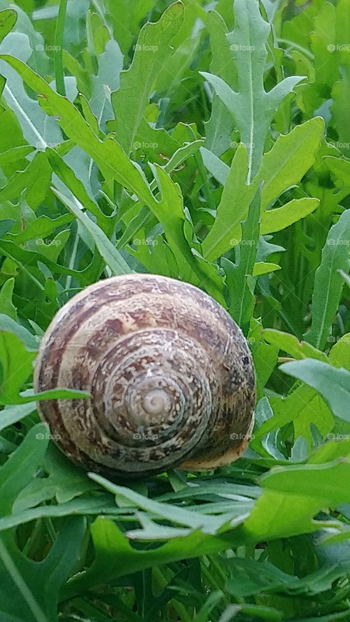 The snail in rucola