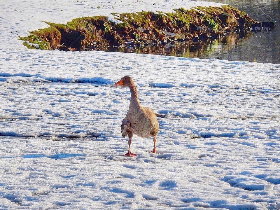 Winter Duck