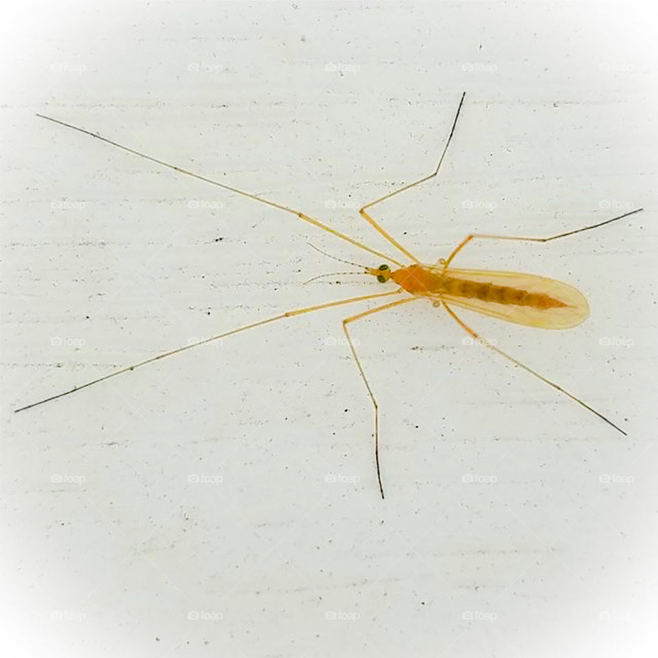 Long-legged Bug