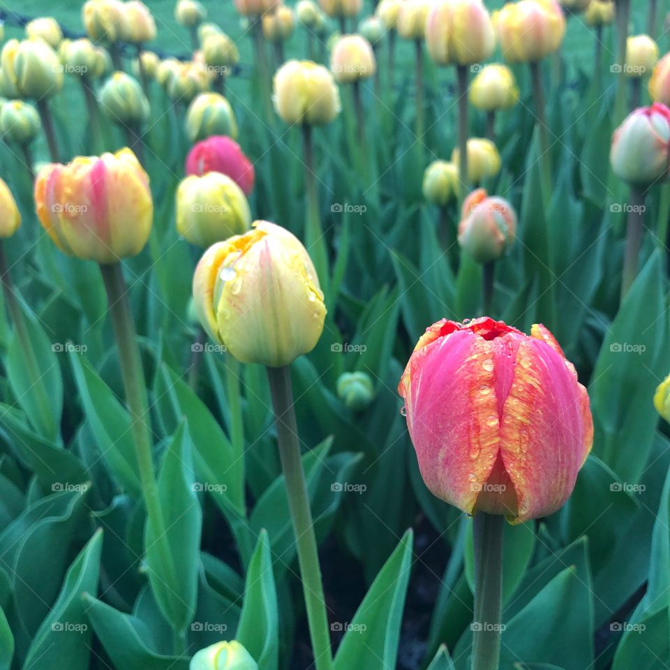 Unopened Tulips 