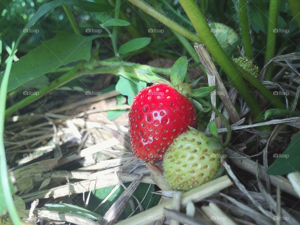 Colourful berries 