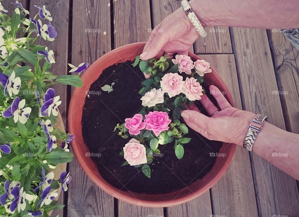 Close-up of hand with flowers