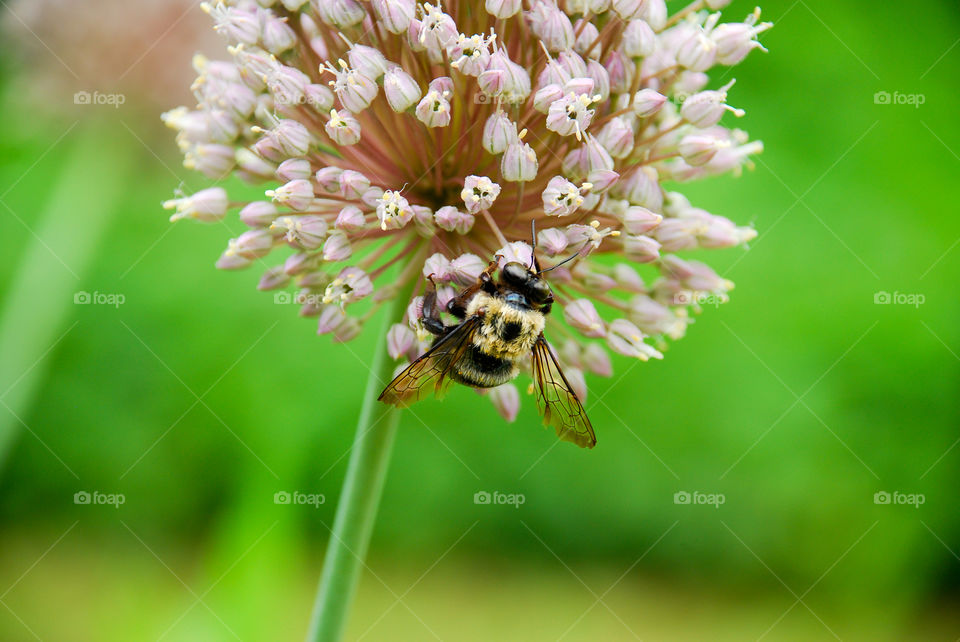 Allium Garlic Bloom with Bumble Bee