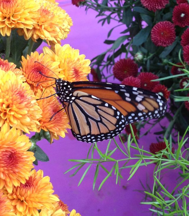 Monarch Butterfly on Flower
