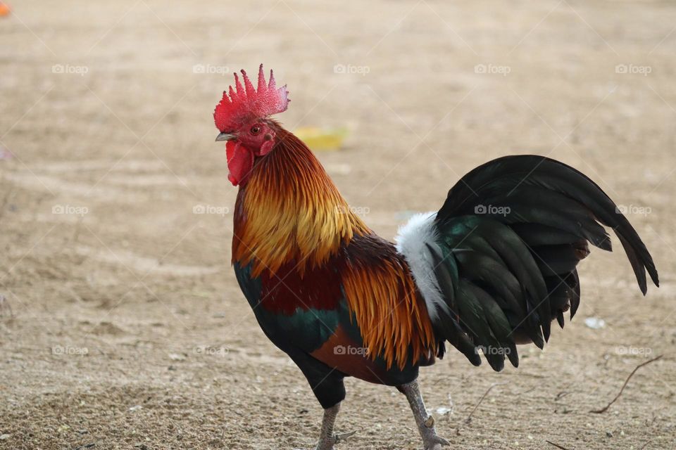 An isolated rooster with beautiful and colourful feathers 