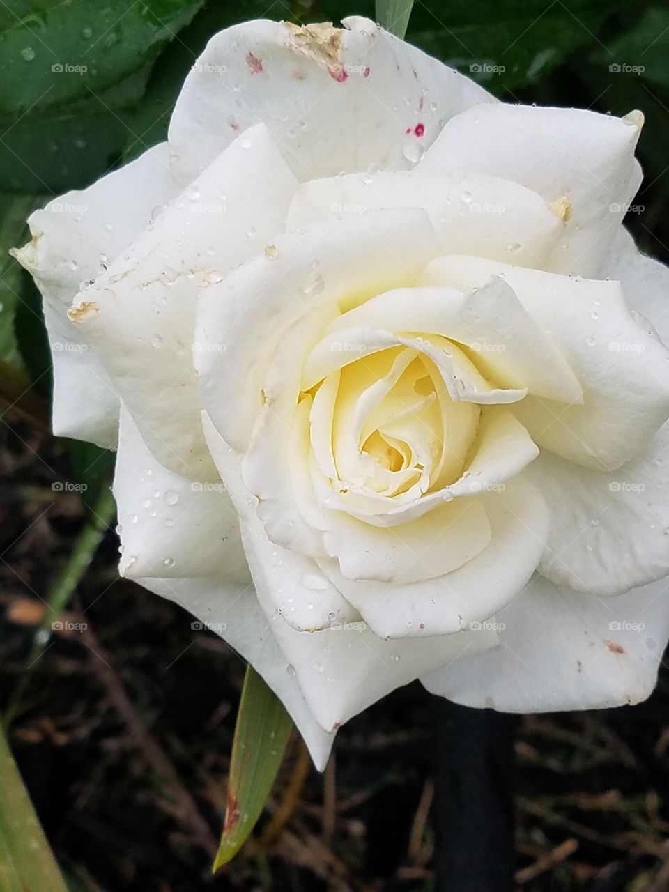 Pink answer White Rose