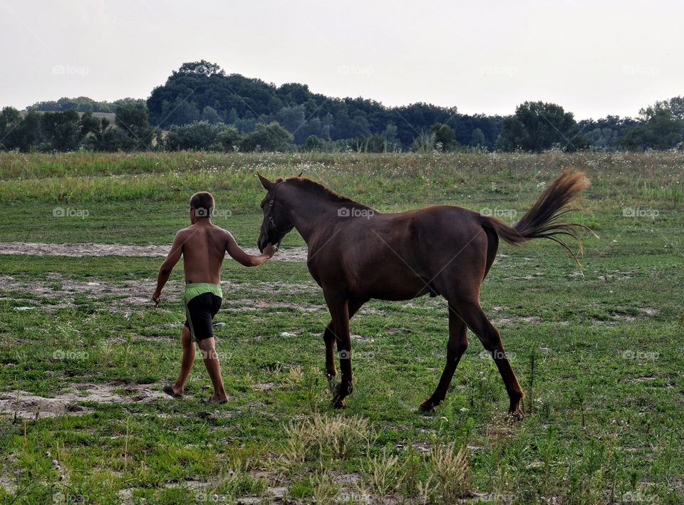 beautiful horse in the fields