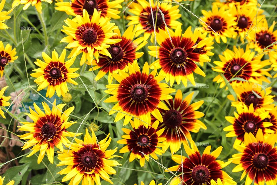 Yellow flowers blooming in field