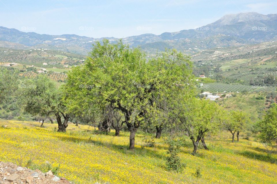 Spain Almond trees