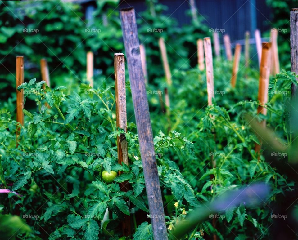 Urban vegetable garden 