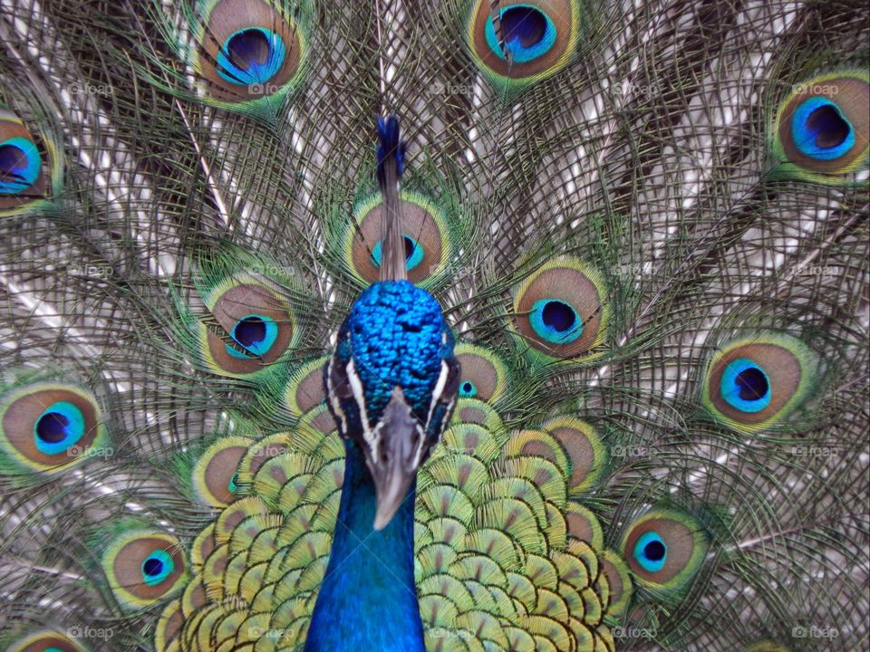 Peter the Peacock