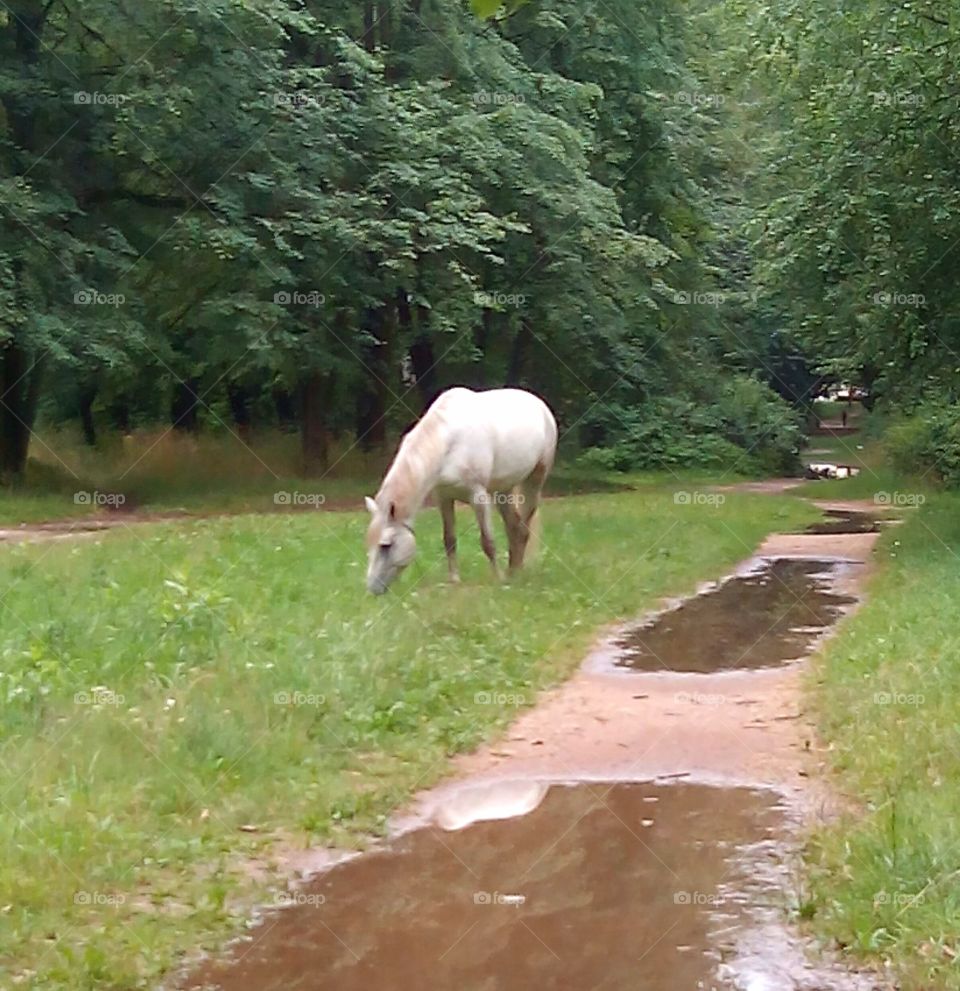 horse in green park