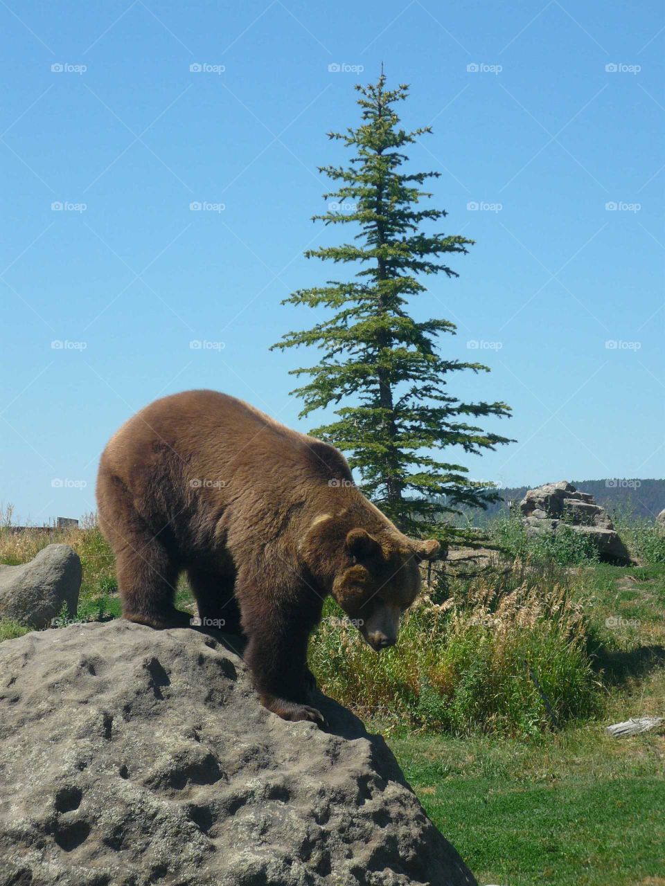 Bear on a rock