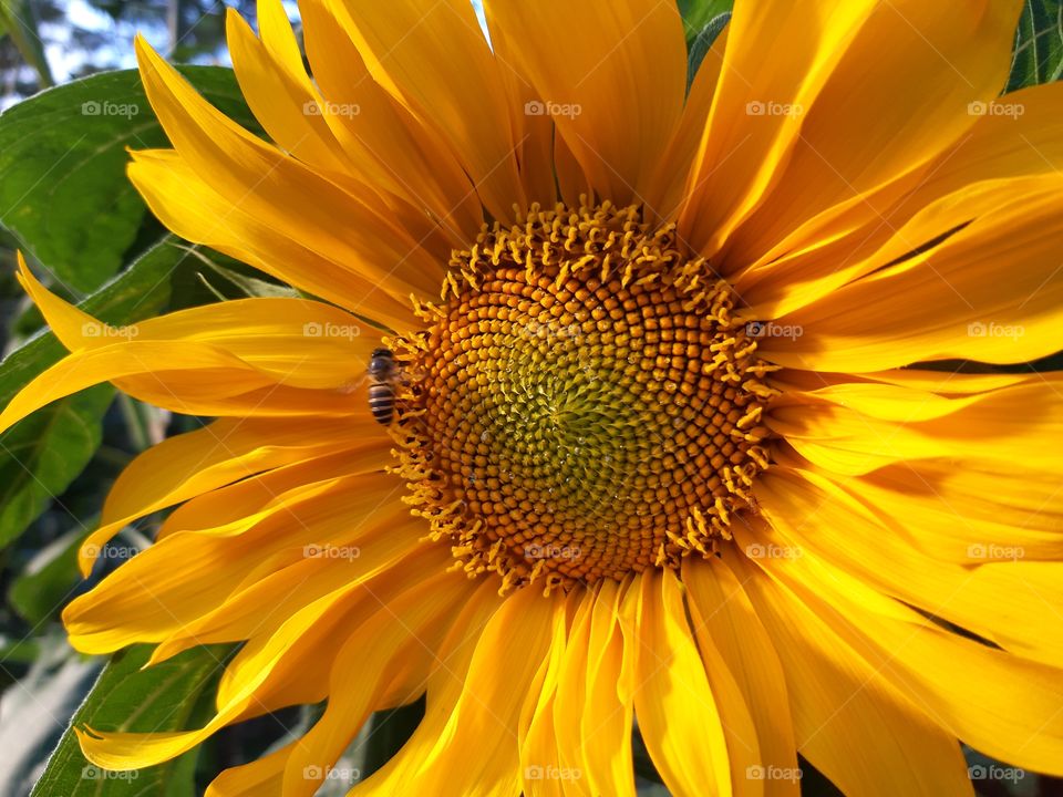 Sunflower in full bloom.