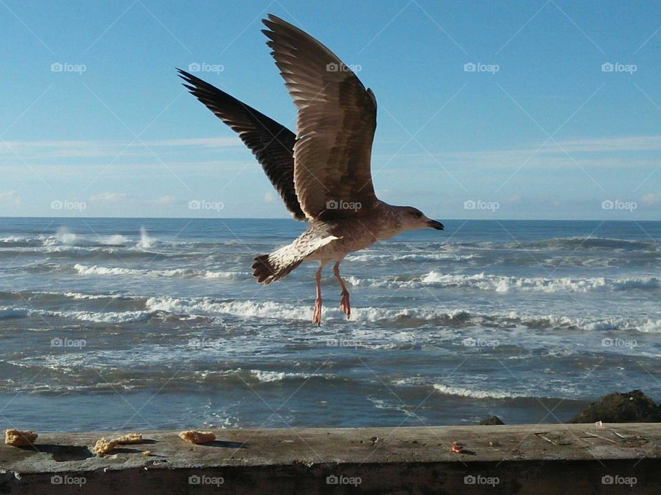 beautiful seagull in flight over water.