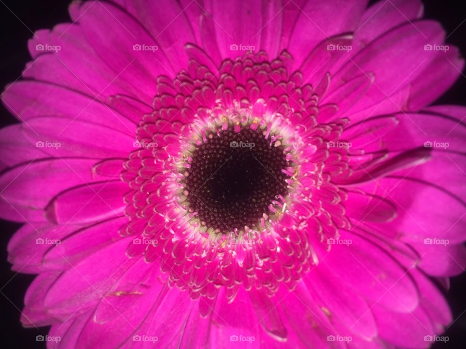 Hot pink Germini flower