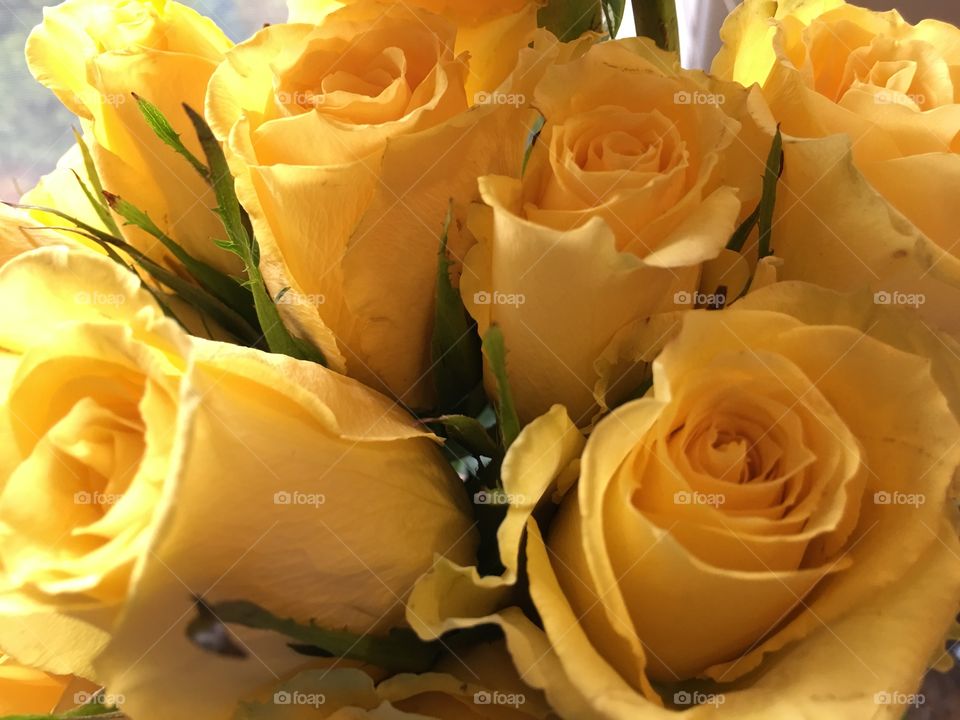 Yellow roses