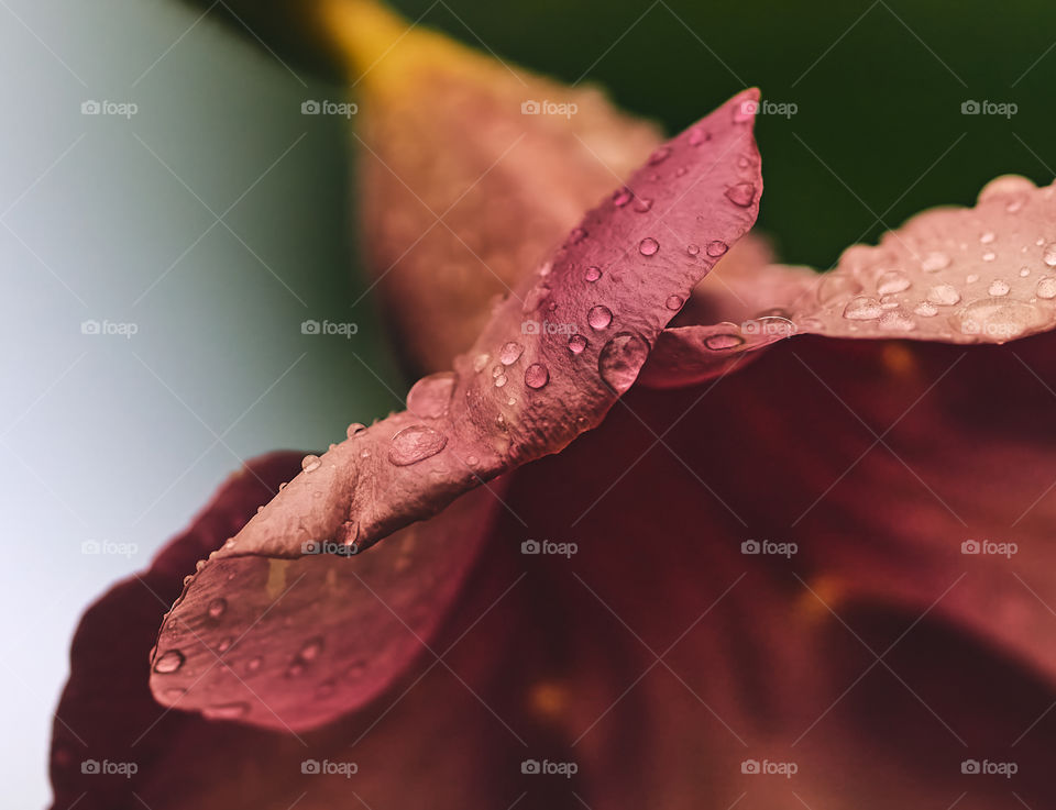 Flora Photography - Allamanda - Petal - Rain drop