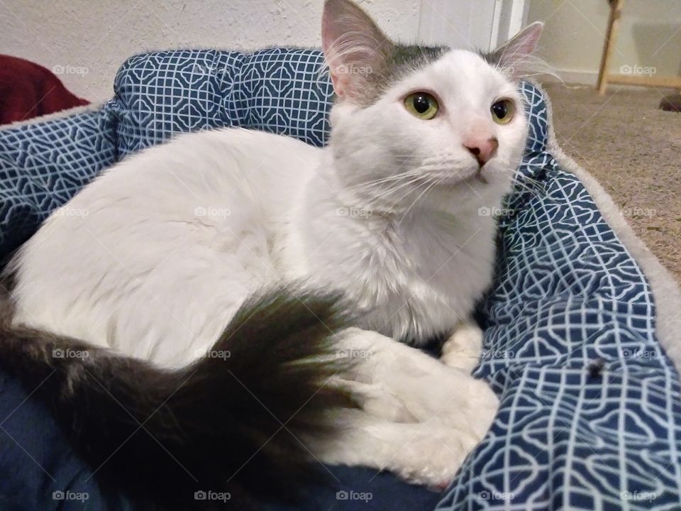 A white cat named Cloud watching our daily lives