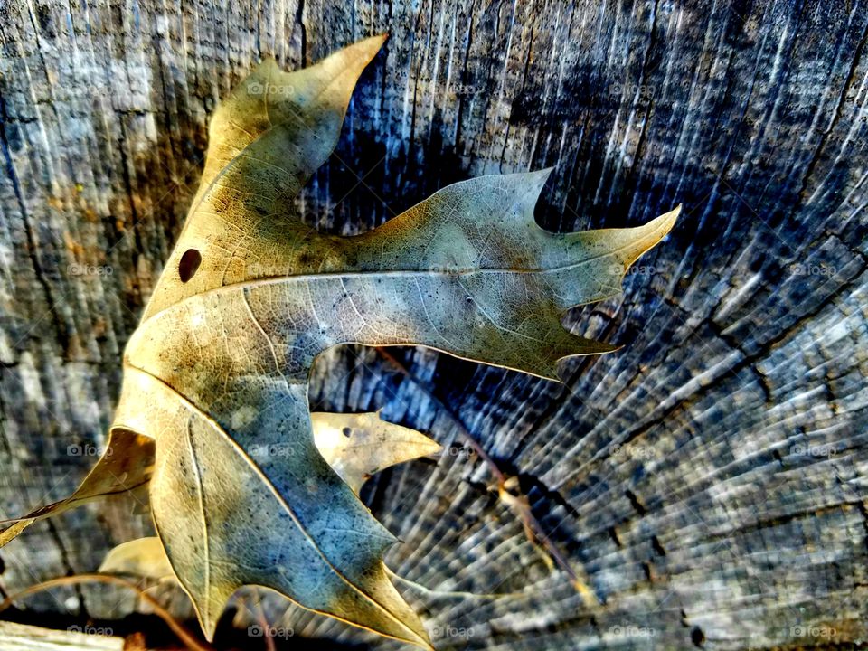 dried leaf on tree stump