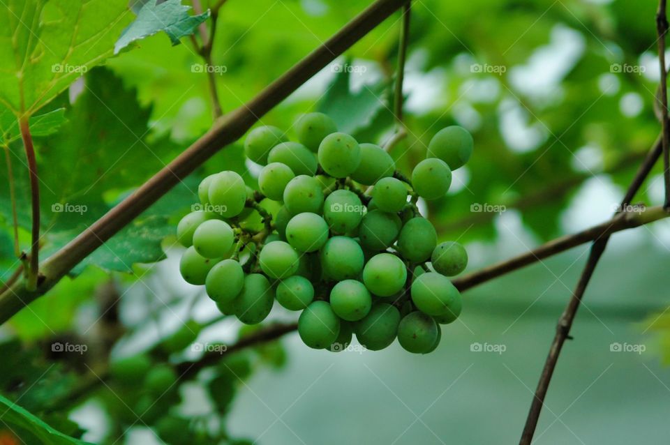 grapes