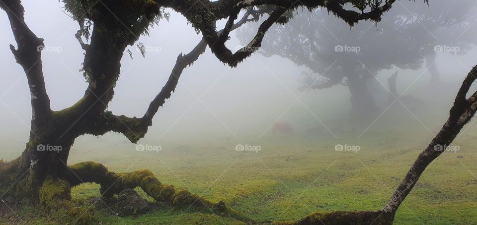 Tree in the laurel forest in Madeira, Portugal