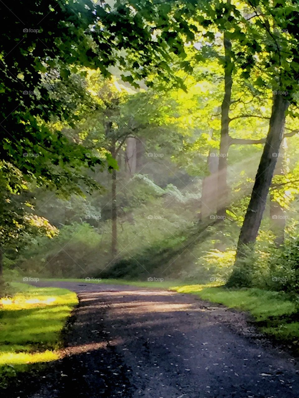 Road, Leaf, Nature, Guidance, Wood