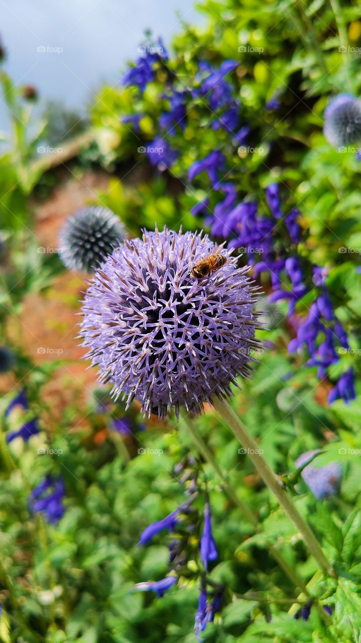 Lilac thistle flower with a bee hovering over and pollinating. Purple flowers also in the background