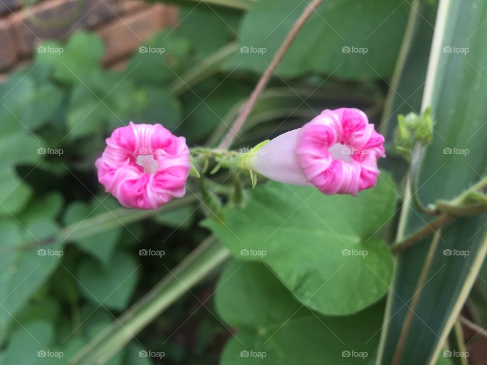 Flower buds