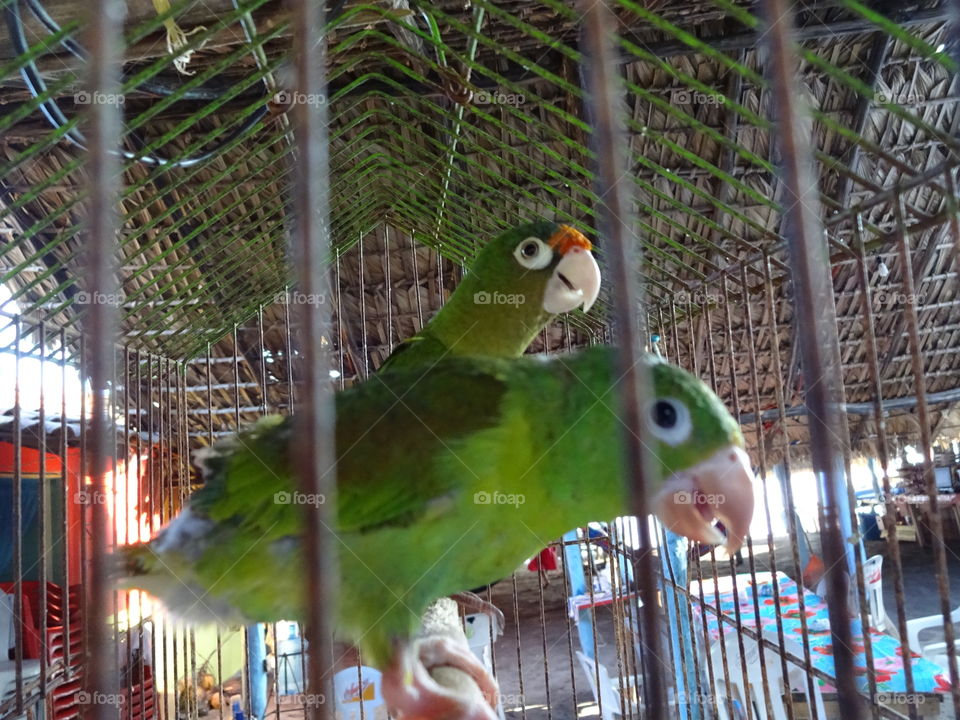 parrots singing at the beach