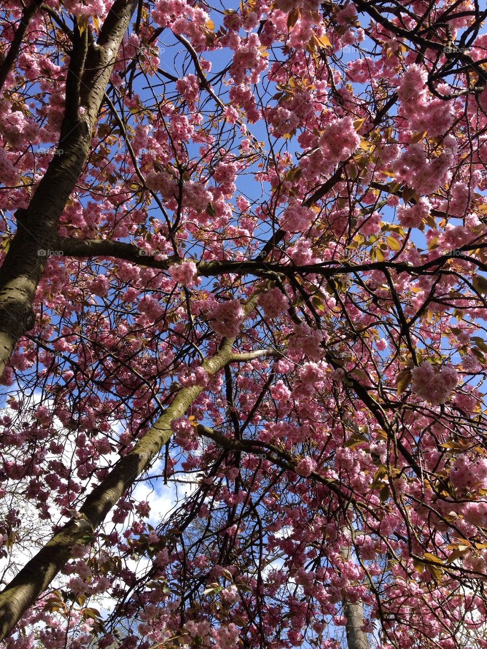Low angle view of cherry blossom
