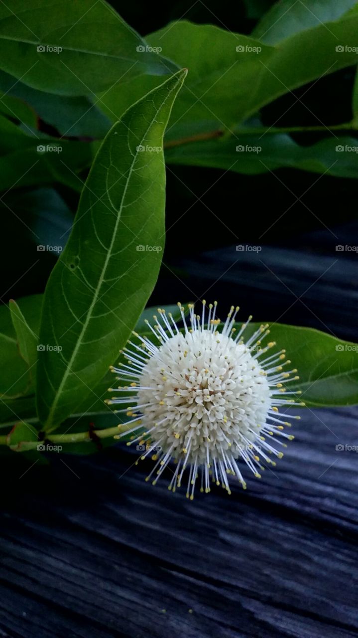 flower ball. morning stroll