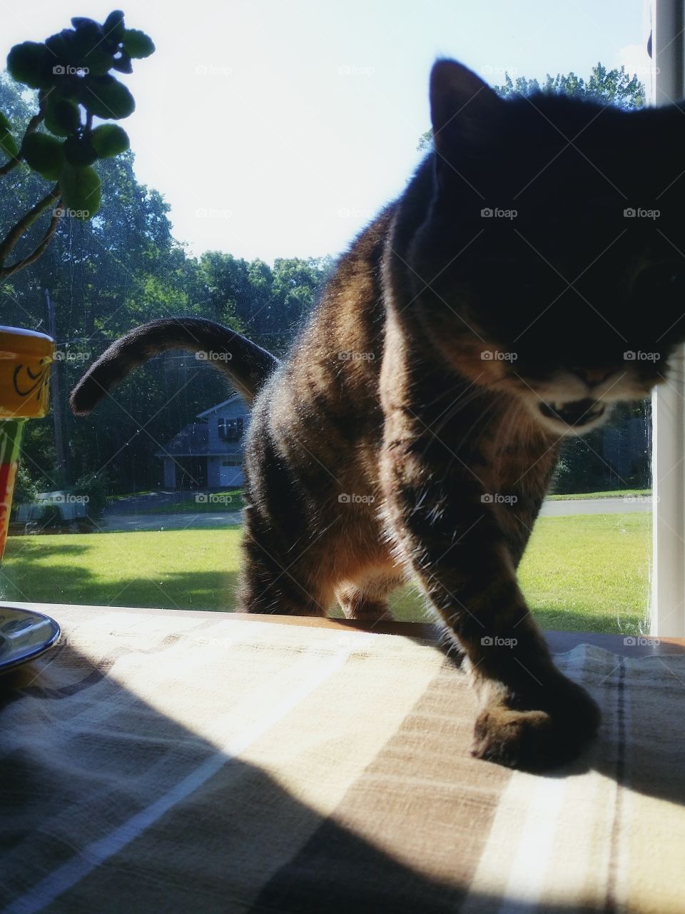 Diamond Cat exploring the kitchen window