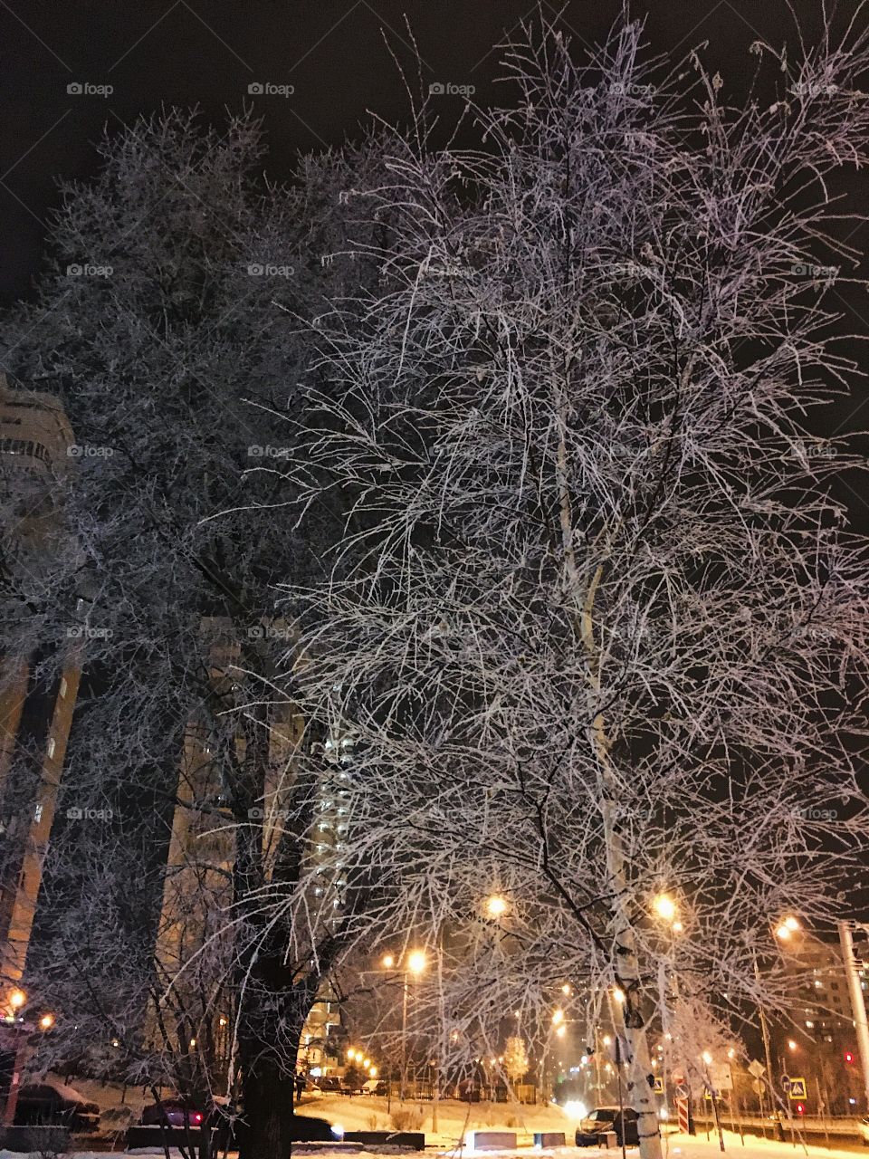 Snow winter tree
