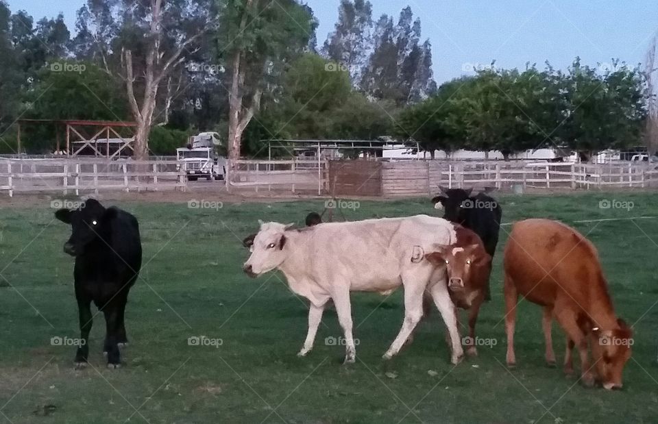 old Mcdonald had some cows. baby cows on a local ranch