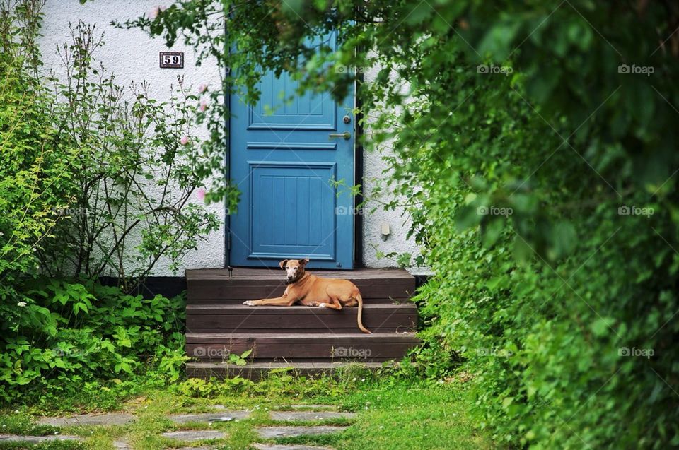 Dog sitting on steps