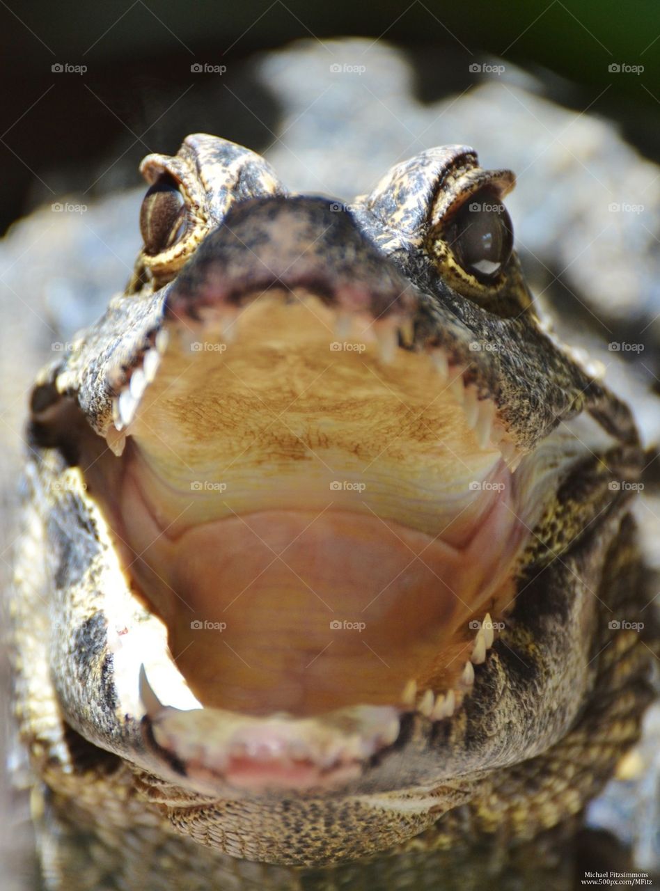 Alligator mouth