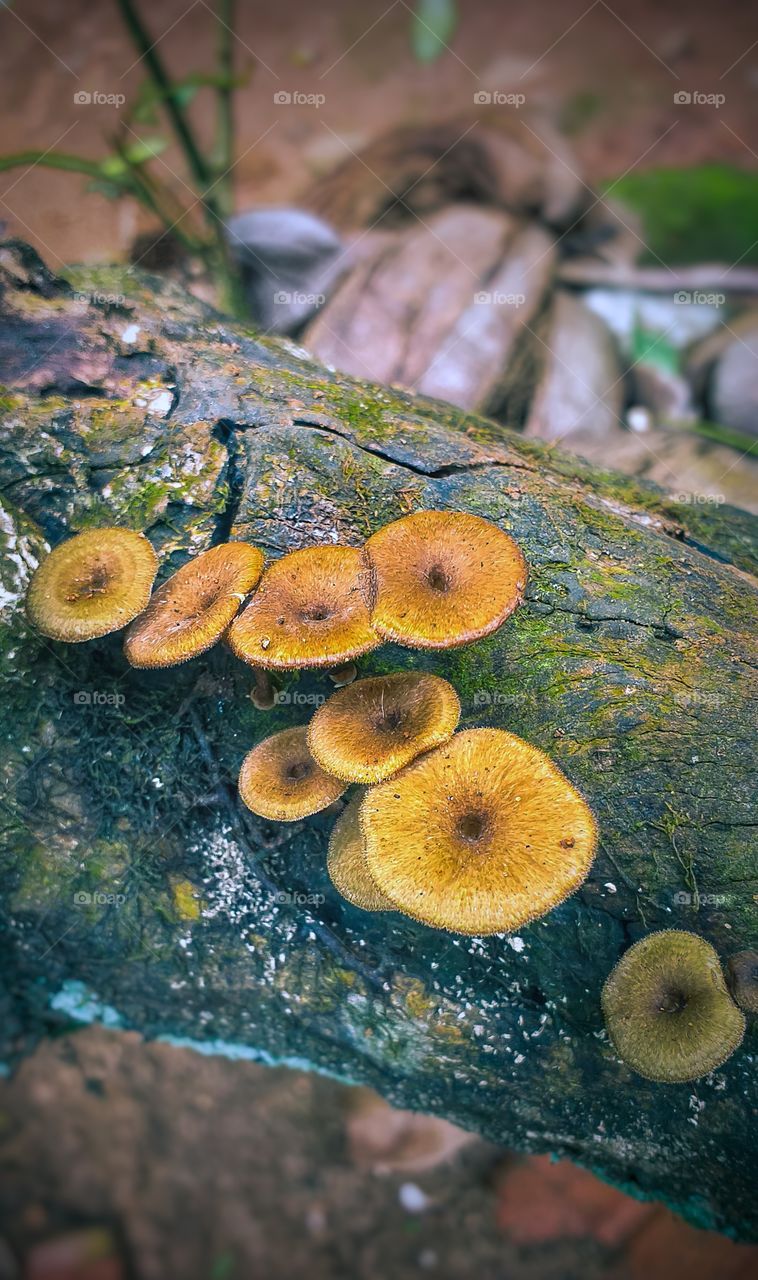 brown mushrooms in tree branch