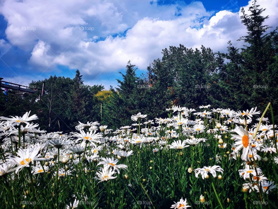 Daisies and white clouds