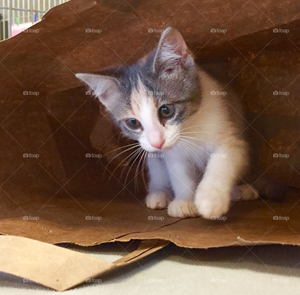 Kitten inside a paper bag