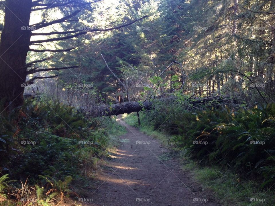 Fallen tree on a hike