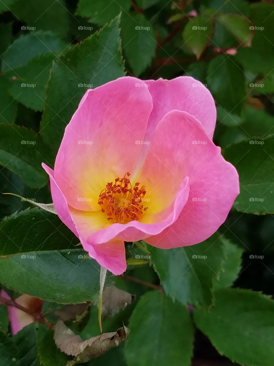 Flower