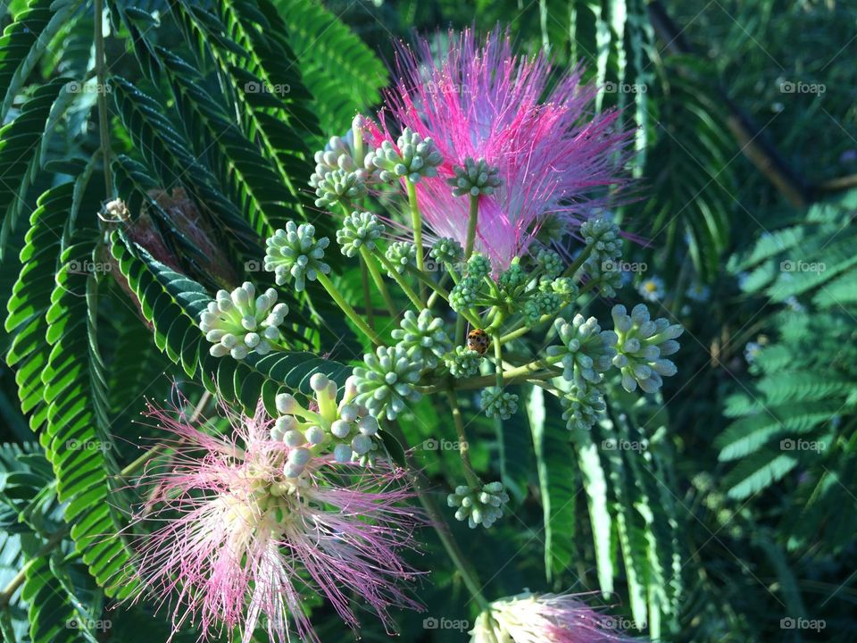 Can you spot the ladybug?