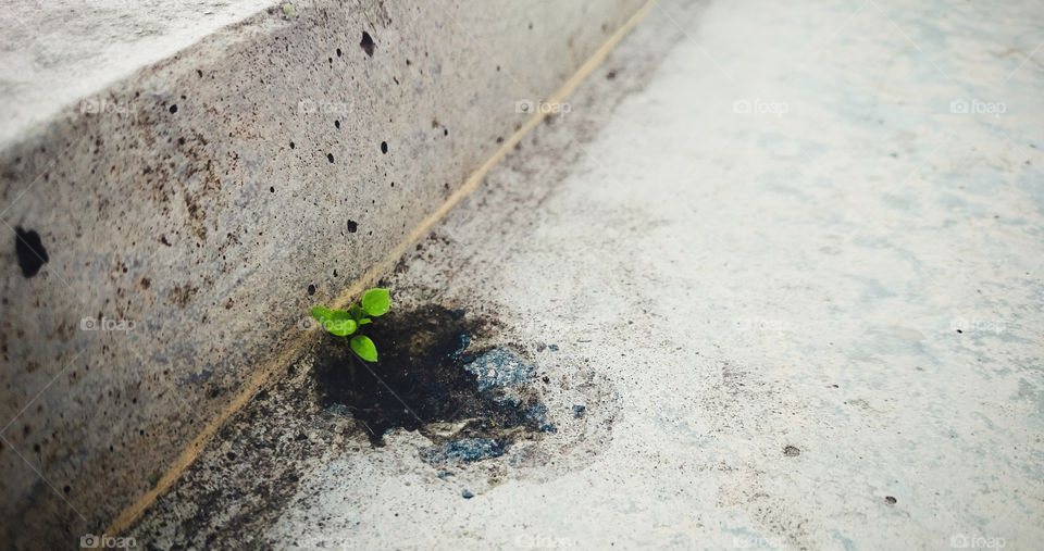 A tiby little blade of grass on the side of a pavement.