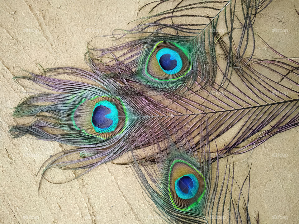 Colorful and Artistic Three Peacock Feather On ground