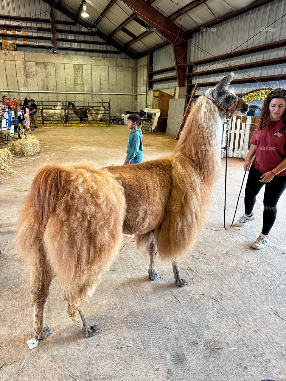 Llama and women at the state fair 